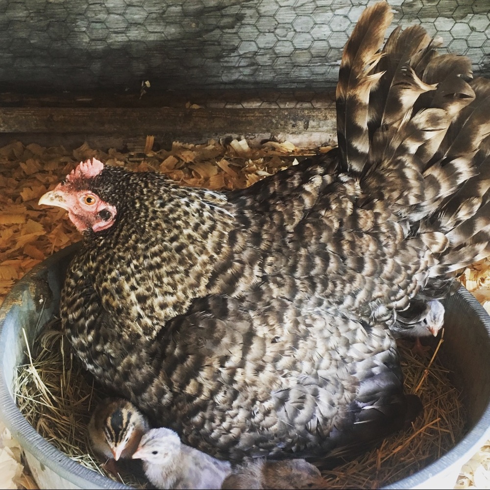 Meet your Posher, Chrisandnancy